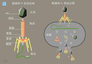 噬菌体为何能瓦解细菌？