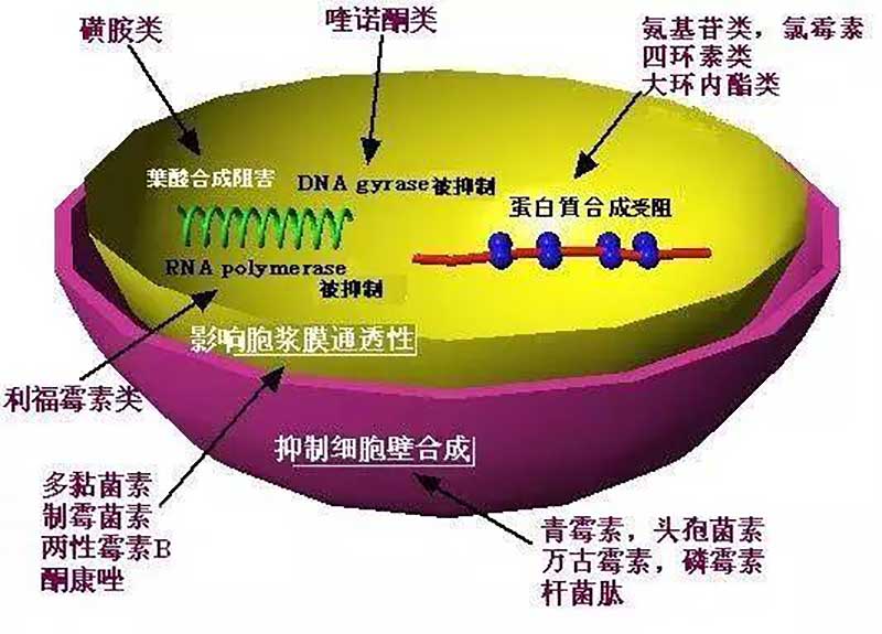 浅谈细菌耐药性