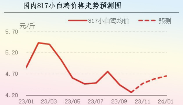 10月肉鸡市场行情剖析及11月行情展望