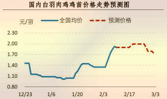 白羽肉鸡鸡苗