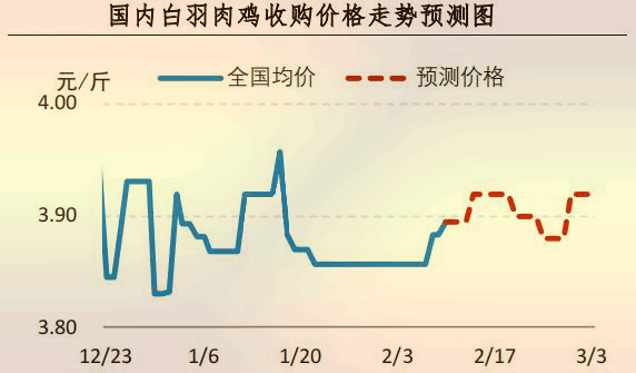 817小白鸡